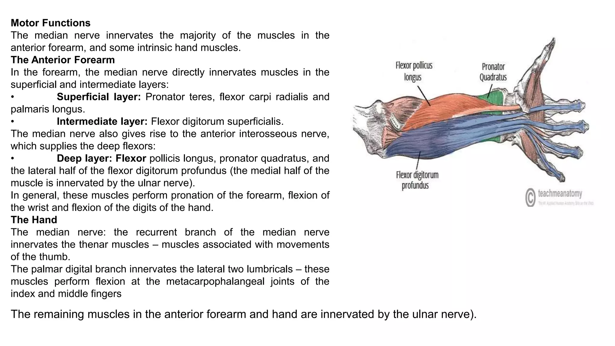 Motor Functions
The median nerve innervates the majority of the muscles in the
anterior forearm, and some intrinsic hand muscles.
The Anterior Forearm
In the forearm, the median nerve directly innervates muscles in the
superficial and intermediate layers:
• Superficial layer: Pronator teres, flexor carpi radialis and
palmaris longus.
• Intermediate layer: Flexor digitorum superficialis.
The median nerve also gives rise to the anterior interosseous nerve,
which supplies the deep flexors:
• Deep layer: Flexor pollicis longus, pronator quadratus, and
the lateral half of the flexor digitorum profundus (the medial half of the
muscle is innervated by the ulnar nerve).
In general, these muscles perform pronation of the forearm, flexion of
the wrist and flexion of the digits of the hand.
The Hand
The median nerve: the recurrent branch of the median nerve
innervates the thenar muscles – muscles associated with movements
of the thumb.
The palmar digital branch innervates the lateral two lumbricals – these
muscles perform flexion at the metacarpophalangeal joints of the
index and middle fingers
The remaining muscles in the anterior forearm and hand are innervated by the ulnar nerve).
 