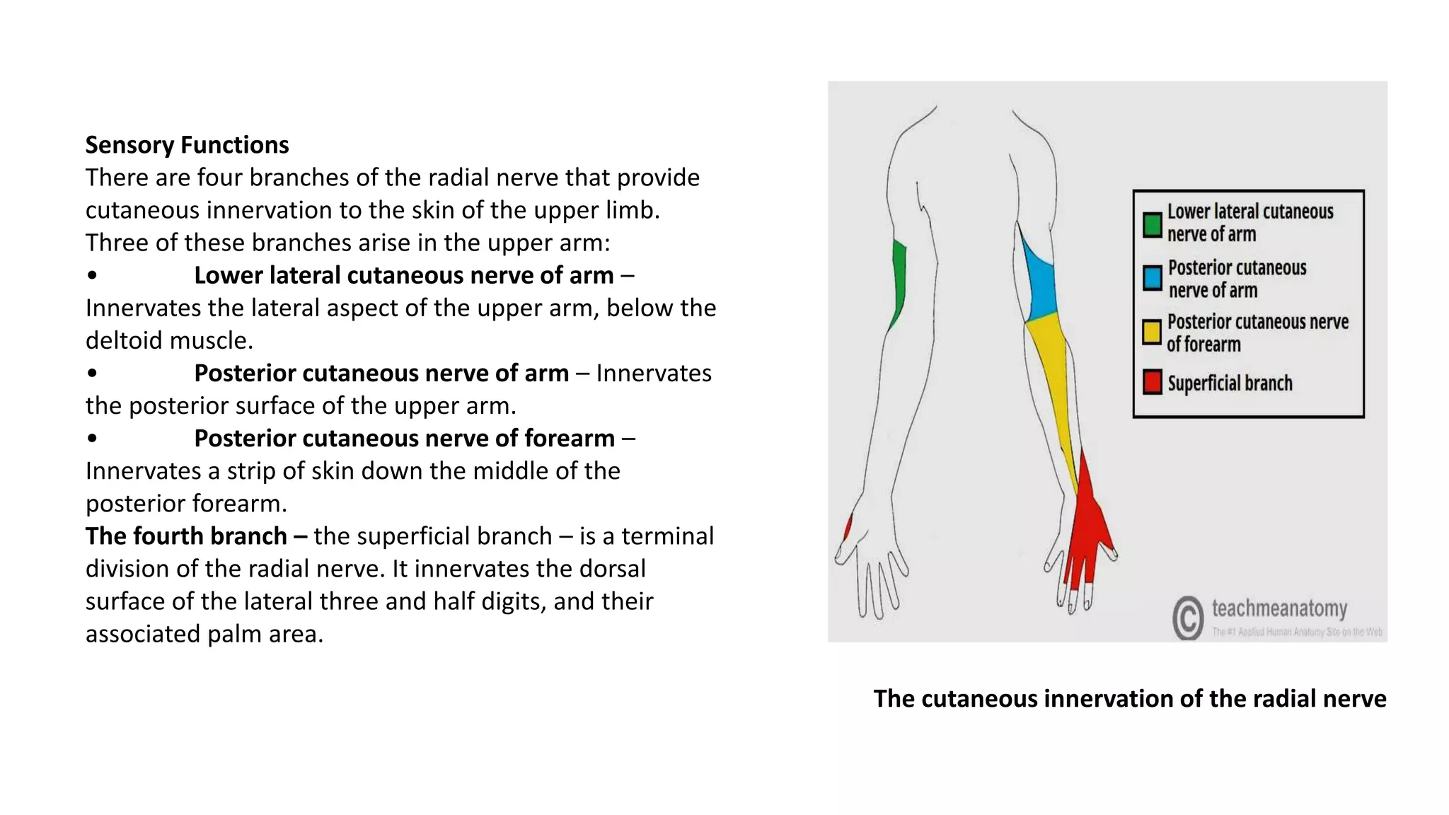 Sensory Functions
There are four branches of the radial nerve that provide
cutaneous innervation to the skin of the upper limb.
Three of these branches arise in the upper arm:
• Lower lateral cutaneous nerve of arm –
Innervates the lateral aspect of the upper arm, below the
deltoid muscle.
• Posterior cutaneous nerve of arm – Innervates
the posterior surface of the upper arm.
• Posterior cutaneous nerve of forearm –
Innervates a strip of skin down the middle of the
posterior forearm.
The fourth branch – the superficial branch – is a terminal
division of the radial nerve. It innervates the dorsal
surface of the lateral three and half digits, and their
associated palm area.
The cutaneous innervation of the radial nerve
 