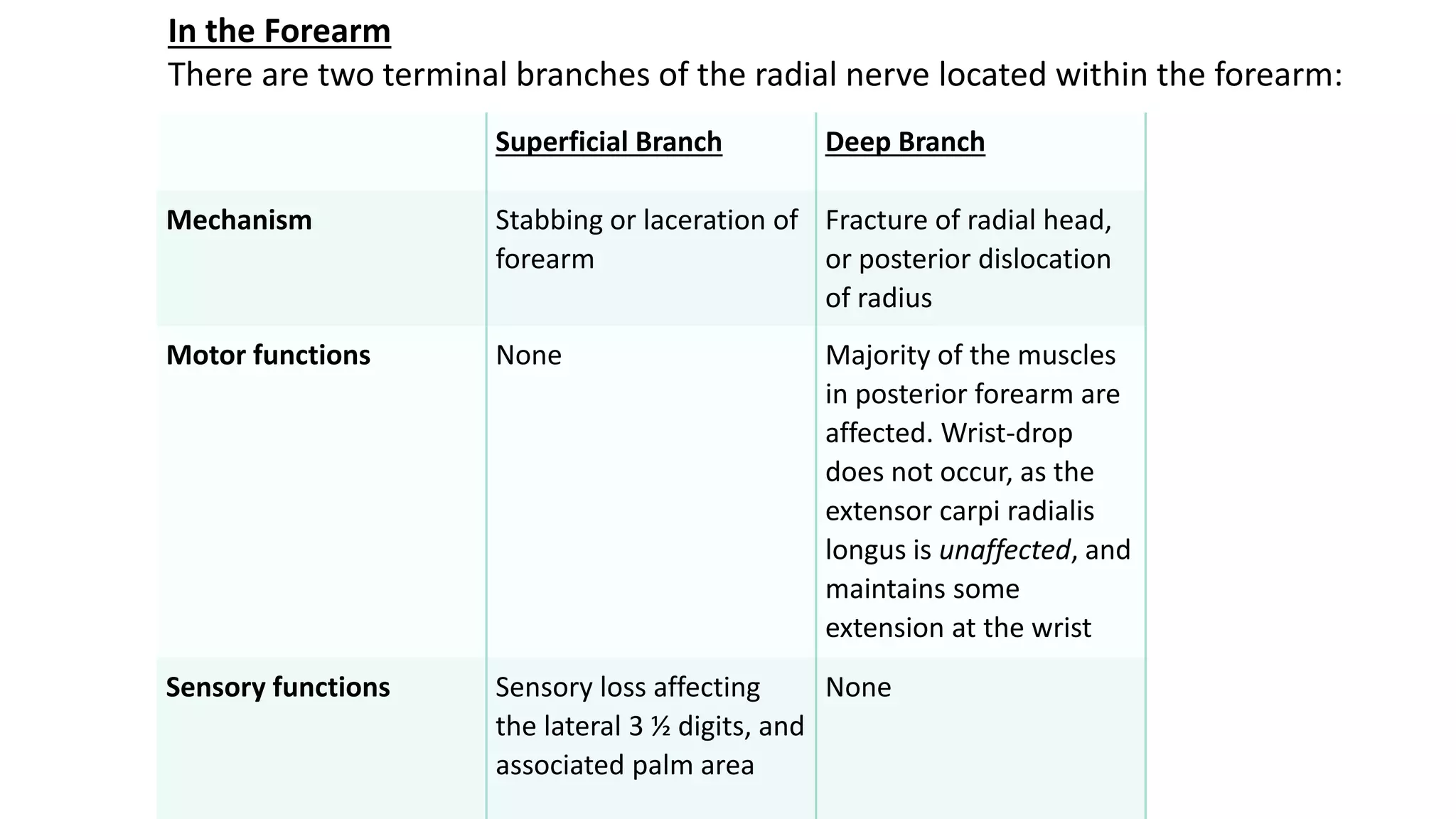 Superficial Branch Deep Branch
Mechanism Stabbing or laceration of
forearm
Fracture of radial head,
or posterior dislocation
of radius
Motor functions None Majority of the muscles
in posterior forearm are
affected. Wrist-drop
does not occur, as the
extensor carpi radialis
longus is unaffected, and
maintains some
extension at the wrist
Sensory functions Sensory loss affecting
the lateral 3 ½ digits, and
associated palm area
None
In the Forearm
There are two terminal branches of the radial nerve located within the forearm:
 