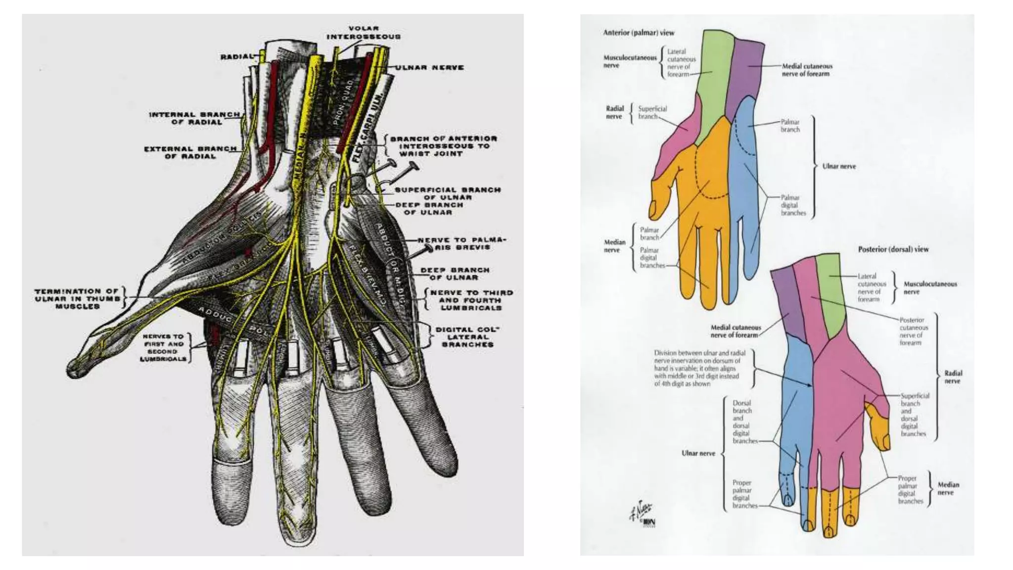 Brachial plexus 