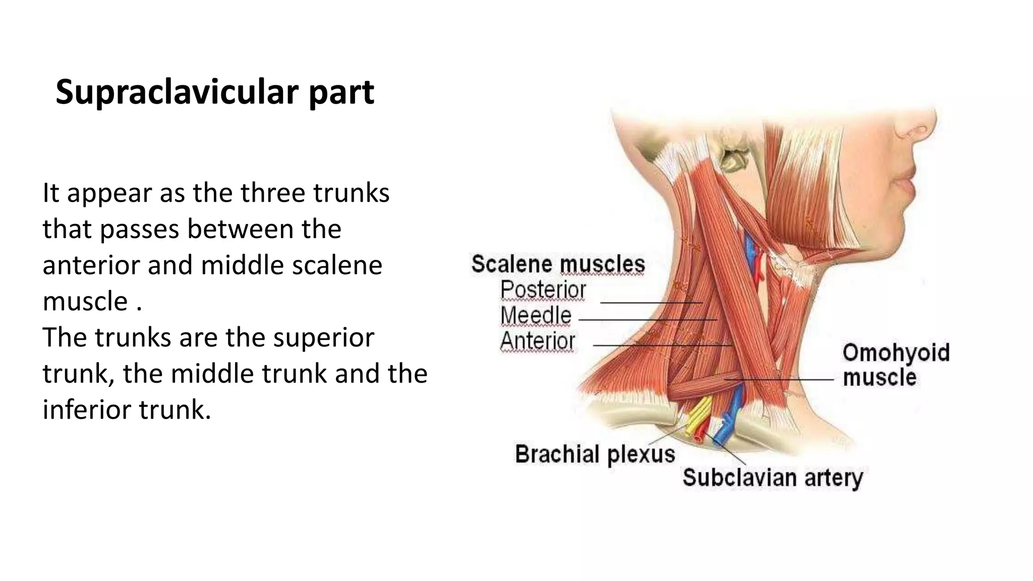 Supraclavicular part
It appear as the three trunks
that passes between the
anterior and middle scalene
muscle .
The trunks are the superior
trunk, the middle trunk and the
inferior trunk.
 