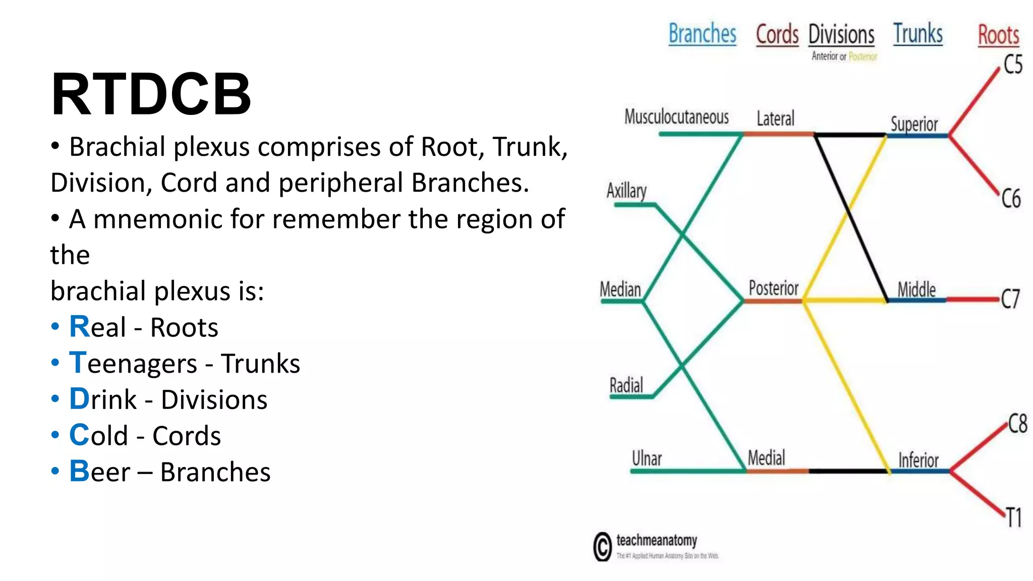 RTDCB
• Brachial plexus comprises of Root, Trunk,
Division, Cord and peripheral Branches.
• A mnemonic for remember the region of
the
brachial plexus is:
• Real - Roots
• Teenagers - Trunks
• Drink - Divisions
• Cold - Cords
• Beer – Branches
 