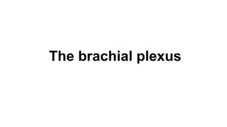 The brachial plexus
 