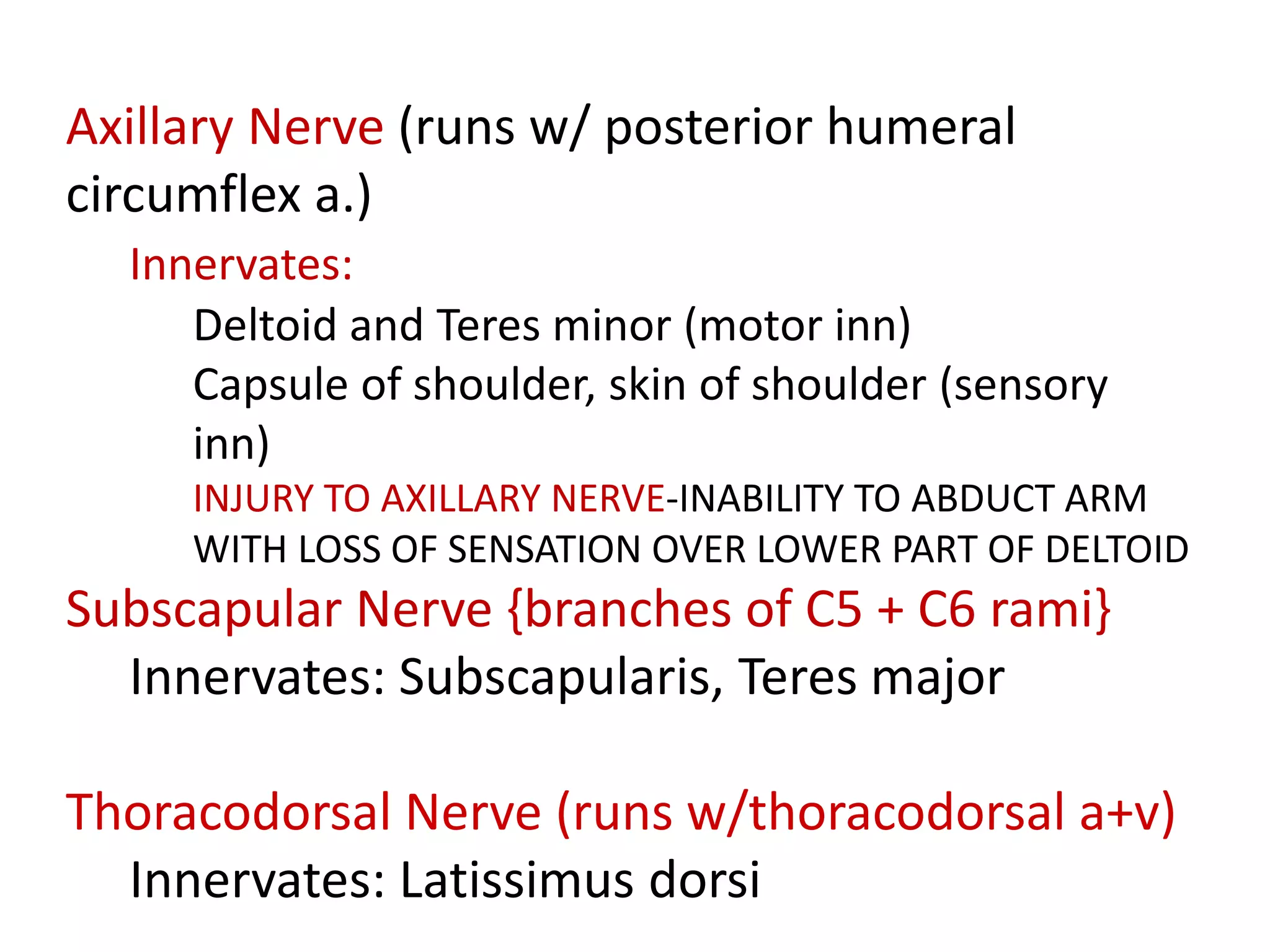 Axillary Nerve (runs w/ posterior humeral
circumflex a.)
Innervates:
Deltoid and Teres minor (motor inn)
Capsule of shoulder, skin of shoulder (sensory
inn)
INJURY TO AXILLARY NERVE-INABILITY TO ABDUCT ARM
WITH LOSS OF SENSATION OVER LOWER PART OF DELTOID
Subscapular Nerve {branches of C5 + C6 rami}
Innervates: Subscapularis, Teres major
Thoracodorsal Nerve (runs w/thoracodorsal a+v)
Innervates: Latissimus dorsi
 