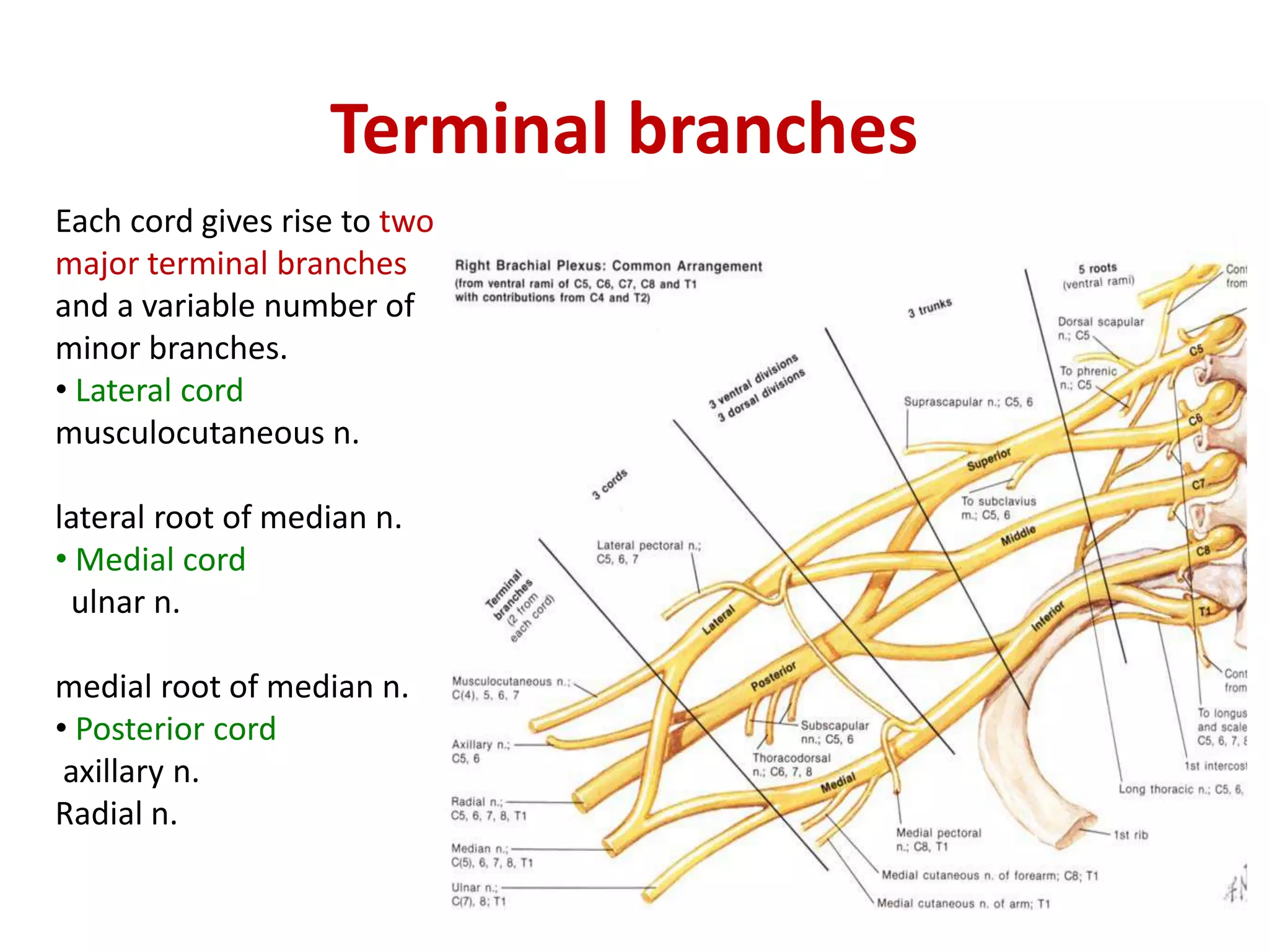 Terminal branches
Each cord gives rise to two
major terminal branches
and a variable number of
minor branches.
• Lateral cord
musculocutaneous n.
lateral root of median n.
• Medial cord
ulnar n.
medial root of median n.
• Posterior cord
axillary n.
Radial n.
 