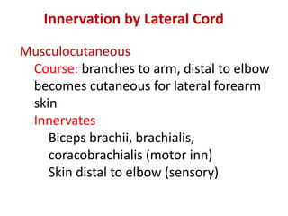 Musculocutaneous
Course: branches to arm, distal to elbow
becomes cutaneous for lateral forearm
skin
Innervates
Biceps brachii, brachialis,
coracobrachialis (motor inn)
Skin distal to elbow (sensory)
Innervation by Lateral Cord
 