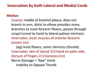 Median
Course: middle of brachial plexus, does not
branch in arm, distal to elbow provides many
branches to most forearm flexors, passes through
carpal tunnel to hand to lateral palmar intrinsics
Innervates: most muscles of anterior forearm
(motor inn)
(eg) most flexors, some intrinsics (thumb)
Innervates: skin of lateral 2/3 hand on palm side,
dorsum of fingers 2+3 (sensory inn)
Nerve Damage = “Ape” Hand
Inability to Oppose Thumb
Innervation by both Lateral and Medial Cords
 