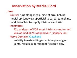 Ulnar
Course: runs along medial side of arm, behind
medial epicondyle, superficial to carpal tunnel into
hand, branches to supply intrinsics and skin
Innervates:
FCU and part of FDP, most intrinsics (motor inn)
Skin of medial 2/3 of hand A+P (sensory inn)
Nerve Damage: Clawhand
Inability to extend fingers at interphalangeal
joints, results in permanent flexion = claw
Innervation by Medial Cord
 