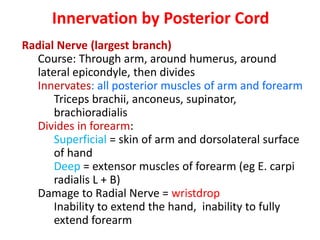 Radial Nerve (largest branch)
Course: Through arm, around humerus, around
lateral epicondyle, then divides
Innervates: all posterior muscles of arm and forearm
Triceps brachii, anconeus, supinator,
brachioradialis
Divides in forearm:
Superficial = skin of arm and dorsolateral surface
of hand
Deep = extensor muscles of forearm (eg E. carpi
radialis L + B)
Damage to Radial Nerve = wristdrop
Inability to extend the hand, inability to fully
extend forearm
Innervation by Posterior Cord
 