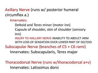 Axillary Nerve (runs w/ posterior humeral
circumflex a.)
Innervates:
Deltoid and Teres minor (motor inn)
Capsule of shoulder, skin of shoulder (sensory
inn)
INJURY TO AXILLARY NERVE-INABILITY TO ABDUCT ARM
WITH LOSS OF SENSATION OVER LOWER PART OF DELTOID
Subscapular Nerve {branches of C5 + C6 rami}
Innervates: Subscapularis, Teres major
Thoracodorsal Nerve (runs w/thoracodorsal a+v)
Innervates: Latissimus dorsi
 
