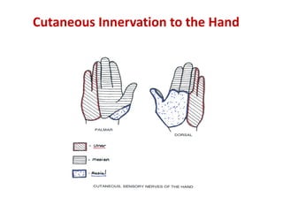 Cutaneous Innervation to the Hand
 