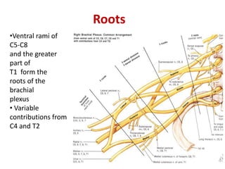 Roots
•Ventral rami of
C5-C8
and the greater
part of
T1 form the
roots of the
brachial
plexus
• Variable
contributions from
C4 and T2
 
