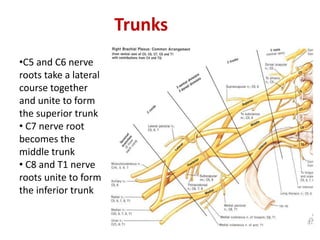Trunks
•C5 and C6 nerve
roots take a lateral
course together
and unite to form
the superior trunk
• C7 nerve root
becomes the
middle trunk
• C8 and T1 nerve
roots unite to form
the inferior trunk
 