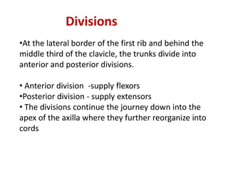 •At the lateral border of the first rib and behind the
middle third of the clavicle, the trunks divide into
anterior and posterior divisions.
• Anterior division -supply flexors
•Posterior division - supply extensors
• The divisions continue the journey down into the
apex of the axilla where they further reorganize into
cords
Divisions
 