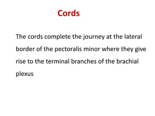 Cords
The cords complete the journey at the lateral
border of the pectoralis minor where they give
rise to the terminal branches of the brachial
plexus
 