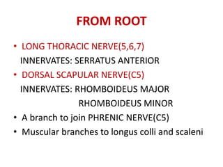 FROM ROOT
• LONG THORACIC NERVE(5,6,7)
INNERVATES: SERRATUS ANTERIOR
• DORSAL SCAPULAR NERVE(C5)
INNERVATES: RHOMBOIDEUS MAJOR
RHOMBOIDEUS MINOR
• A branch to join PHRENIC NERVE(C5)
• Muscular branches to longus colli and scaleni
 