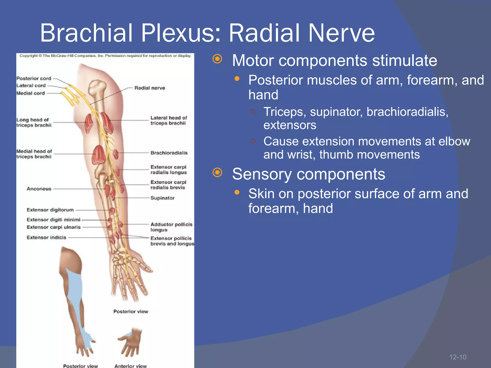 Brachial Plexus: Radial Nerve
                 Motor components stimulate
                   Posterior muscles of arm, forearm, and
                    hand
                    ○ Triceps, supinator, brachioradialis,
                      extensors
                    ○ Cause extension movements at elbow
                      and wrist, thumb movements
                 Sensory components
                   Skin on posterior surface of arm and
                    forearm, hand




                                                             12-10
 