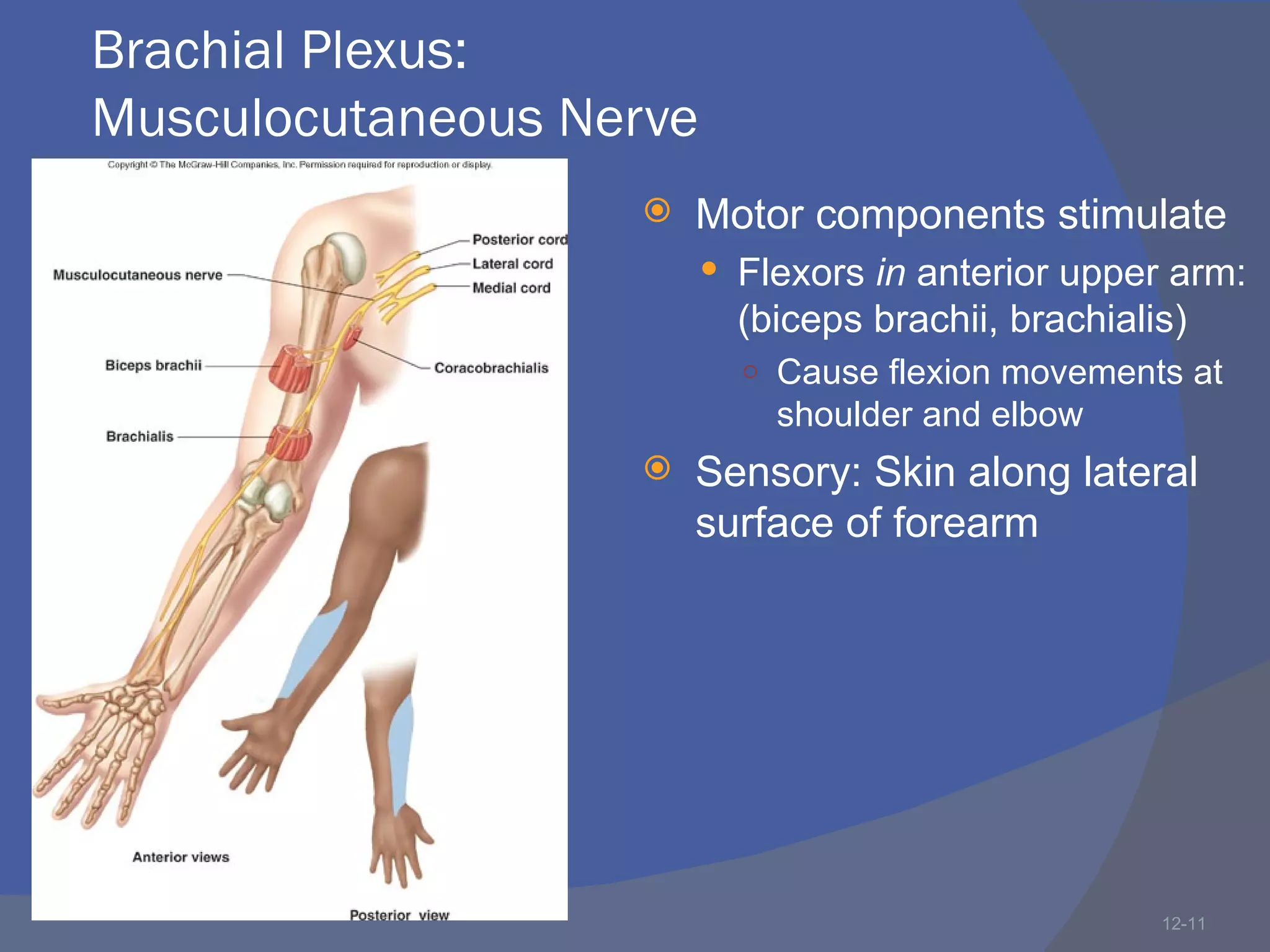 Brachial Plexus:
Musculocutaneous Nerve
                      Motor components stimulate
                          Flexors in anterior upper arm:
                           (biceps brachii, brachialis)
                           ○ Cause flexion movements at
                             shoulder and elbow
                      Sensory: Skin along lateral
                       surface of forearm




                                                     12-11
 