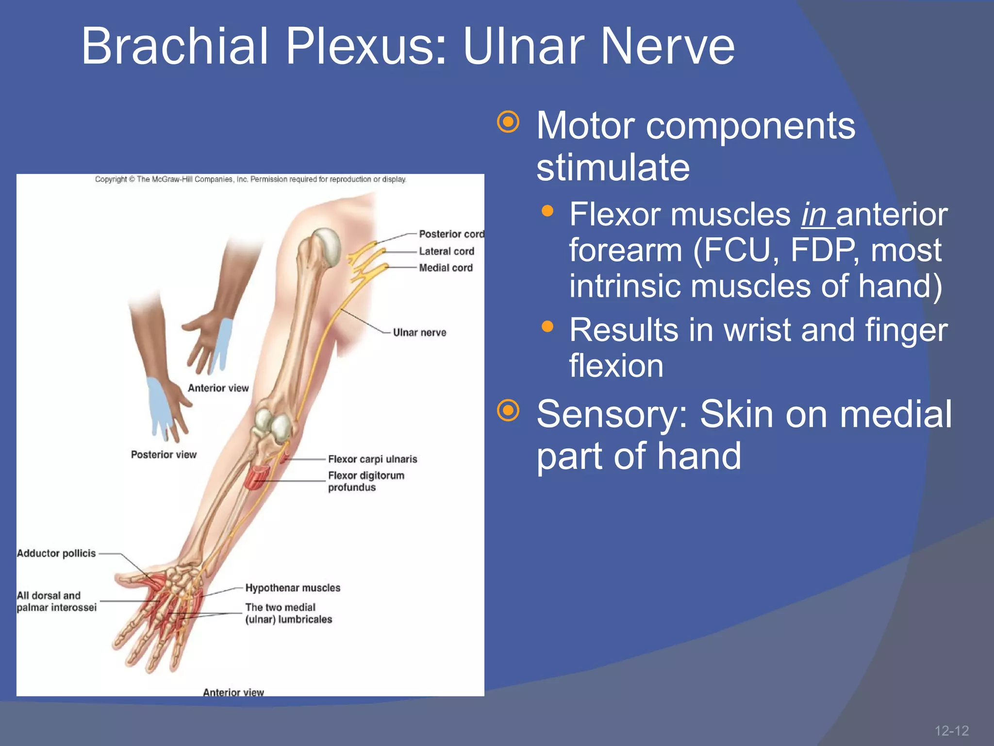 Brachial Plexus: Ulnar Nerve
                    Motor components
                     stimulate
                      Flexor muscles in anterior
                       forearm (FCU, FDP, most
                       intrinsic muscles of hand)
                      Results in wrist and finger
                       flexion
                    Sensory: Skin on medial
                     part of hand




                                                 12-12
 