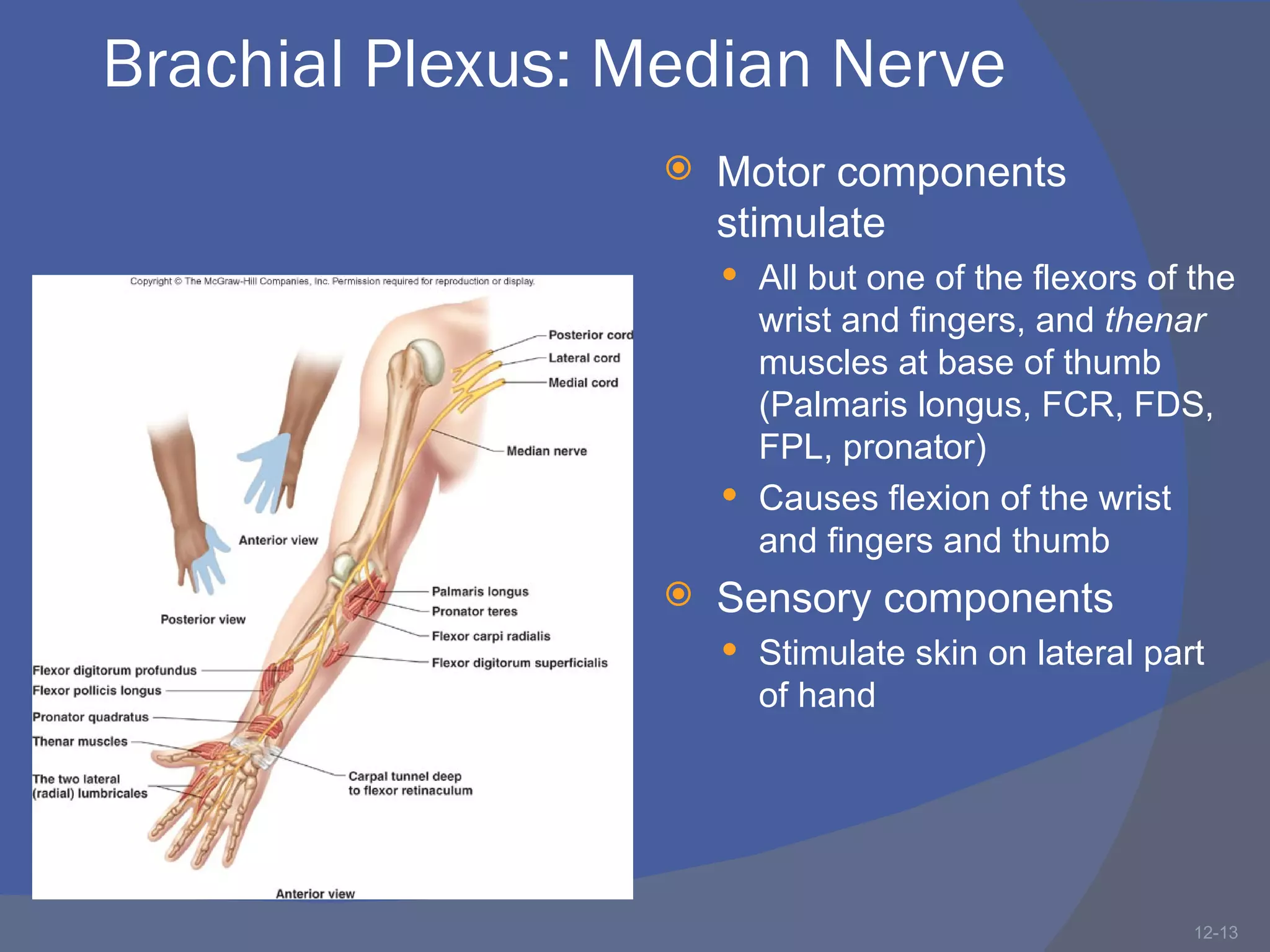 Brachial Plexus: Median Nerve
                     Motor components
                      stimulate
                       All but one of the flexors of the
                        wrist and fingers, and thenar
                        muscles at base of thumb
                        (Palmaris longus, FCR, FDS,
                        FPL, pronator)
                       Causes flexion of the wrist
                        and fingers and thumb
                     Sensory components
                       Stimulate skin on lateral part
                        of hand




                                                      12-13
 