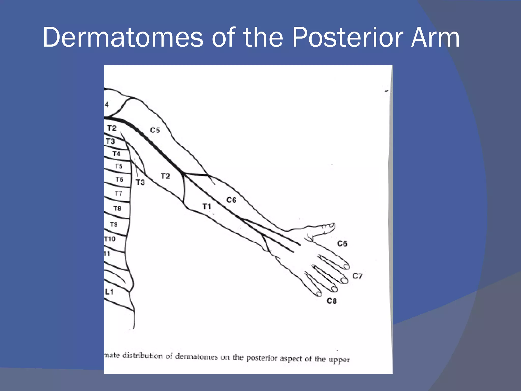 Dermatomes of the Posterior Arm
 