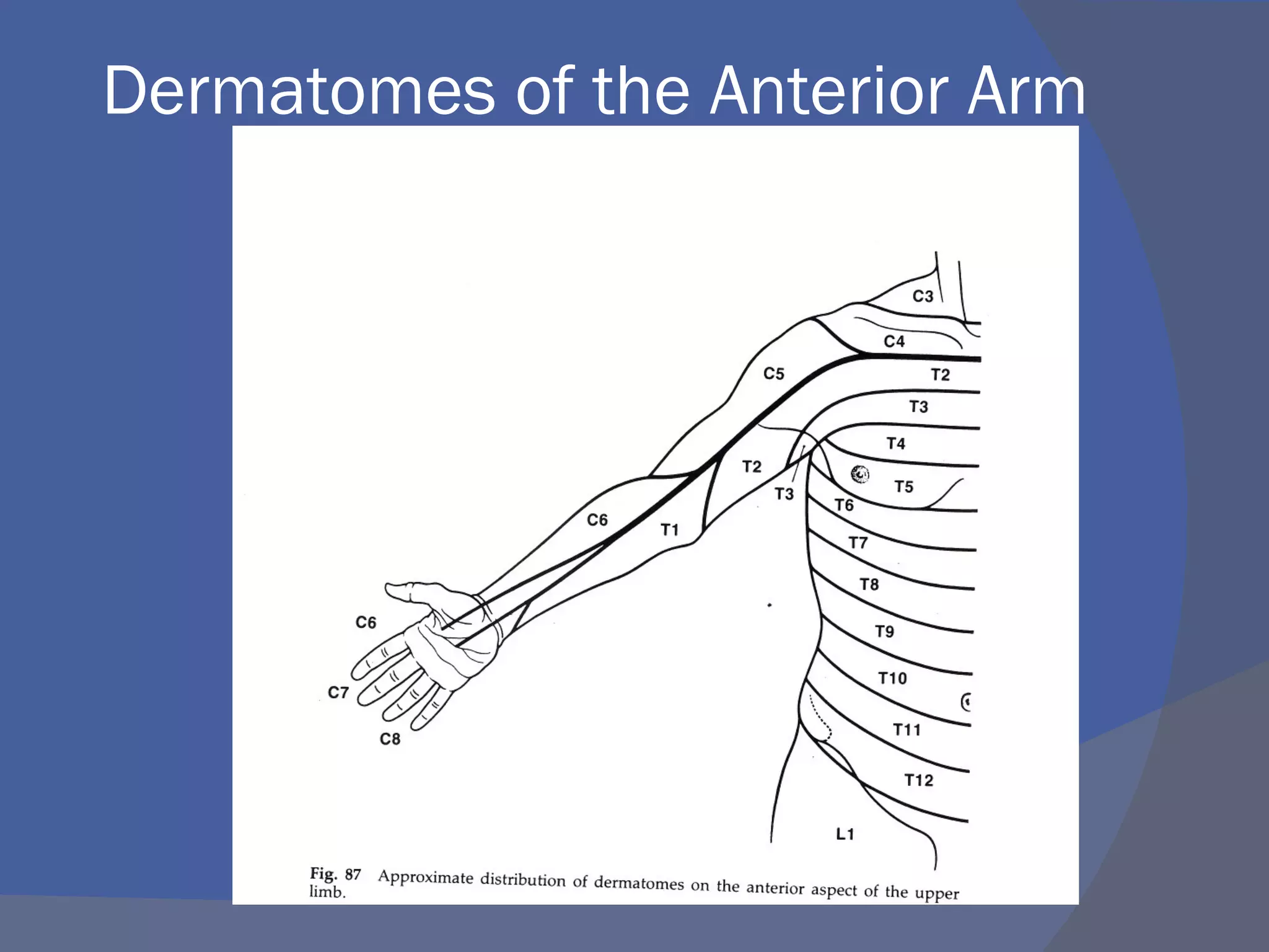 Dermatomes of the Anterior Arm
 
