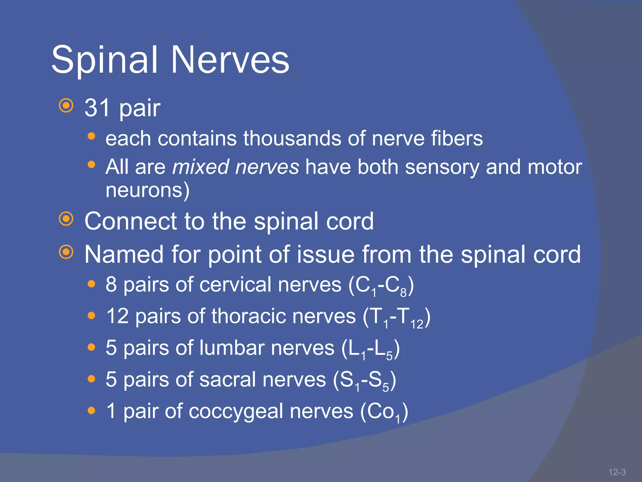 Spinal Nerves
   31 pair
     each contains thousands of nerve fibers
     All are mixed nerves have both sensory and motor
      neurons)
   Connect to the spinal cord
   Named for point of issue from the spinal cord
     8 pairs of cervical nerves (C1-C8)
     12 pairs of thoracic nerves (T1-T12)
     5 pairs of lumbar nerves (L1-L5)
     5 pairs of sacral nerves (S1-S5)
     1 pair of coccygeal nerves (Co1)

                                                         12-3
 