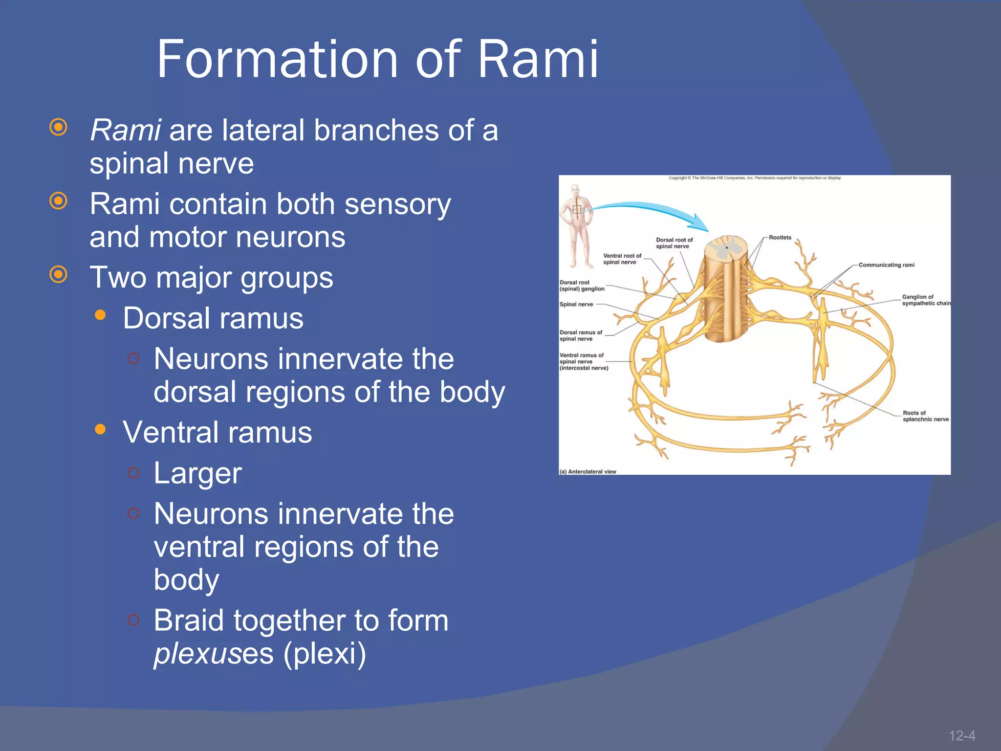 Formation of Rami
 Rami are lateral branches of a
  spinal nerve
 Rami contain both sensory
  and motor neurons
 Two major groups
   Dorsal ramus
     ○ Neurons innervate the
       dorsal regions of the body
   Ventral ramus
     ○ Larger
     ○ Neurons innervate the
       ventral regions of the
       body
     ○ Braid together to form
       plexuses (plexi)

                                    12-4
 