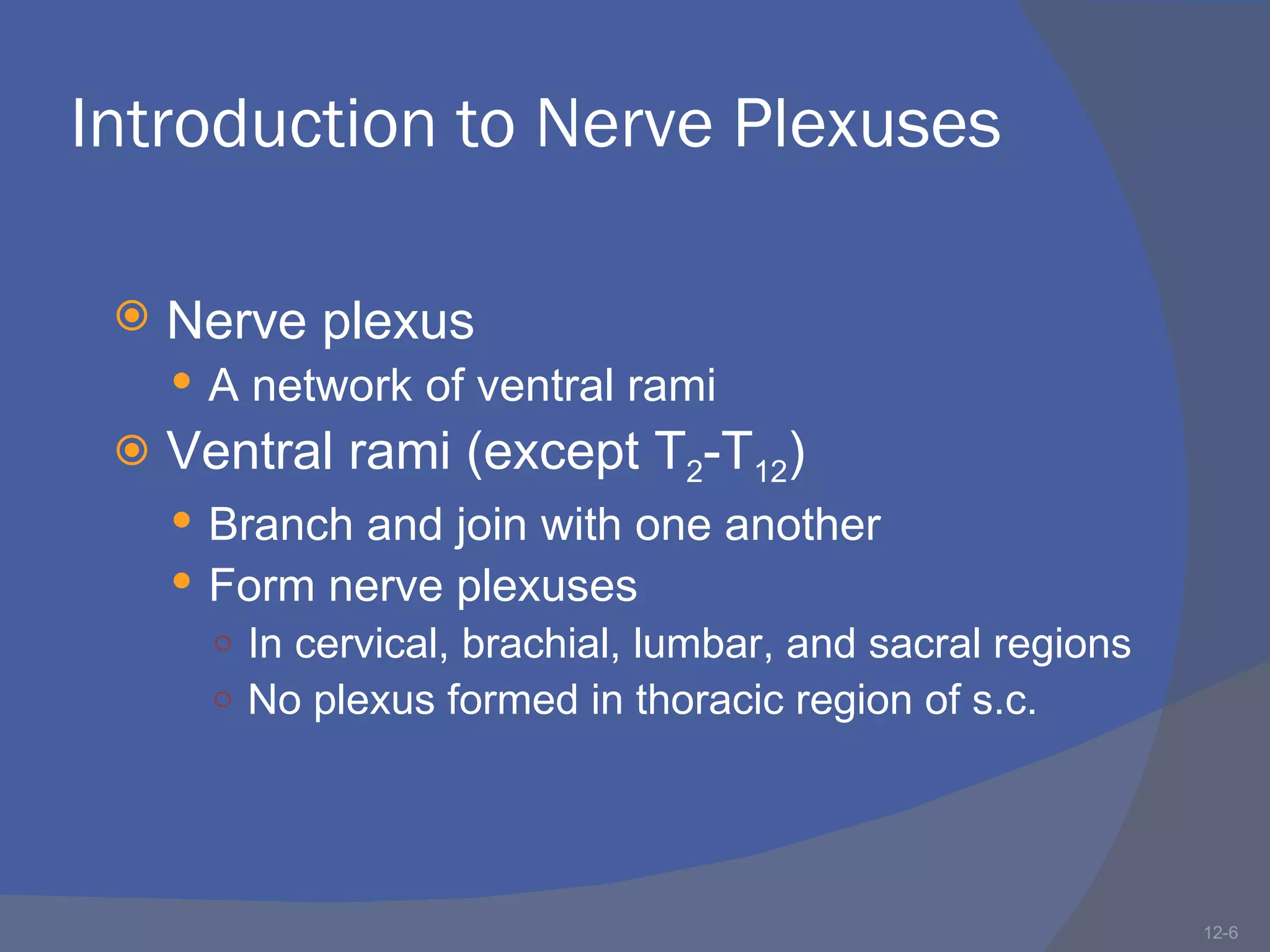 Introduction to Nerve Plexuses

    Nerve plexus
      A network of ventral rami
    Ventral rami (except T2-T12)
      Branch and join with one another
      Form nerve plexuses
       ○ In cervical, brachial, lumbar, and sacral regions
       ○ No plexus formed in thoracic region of s.c.




                                                             12-6
 