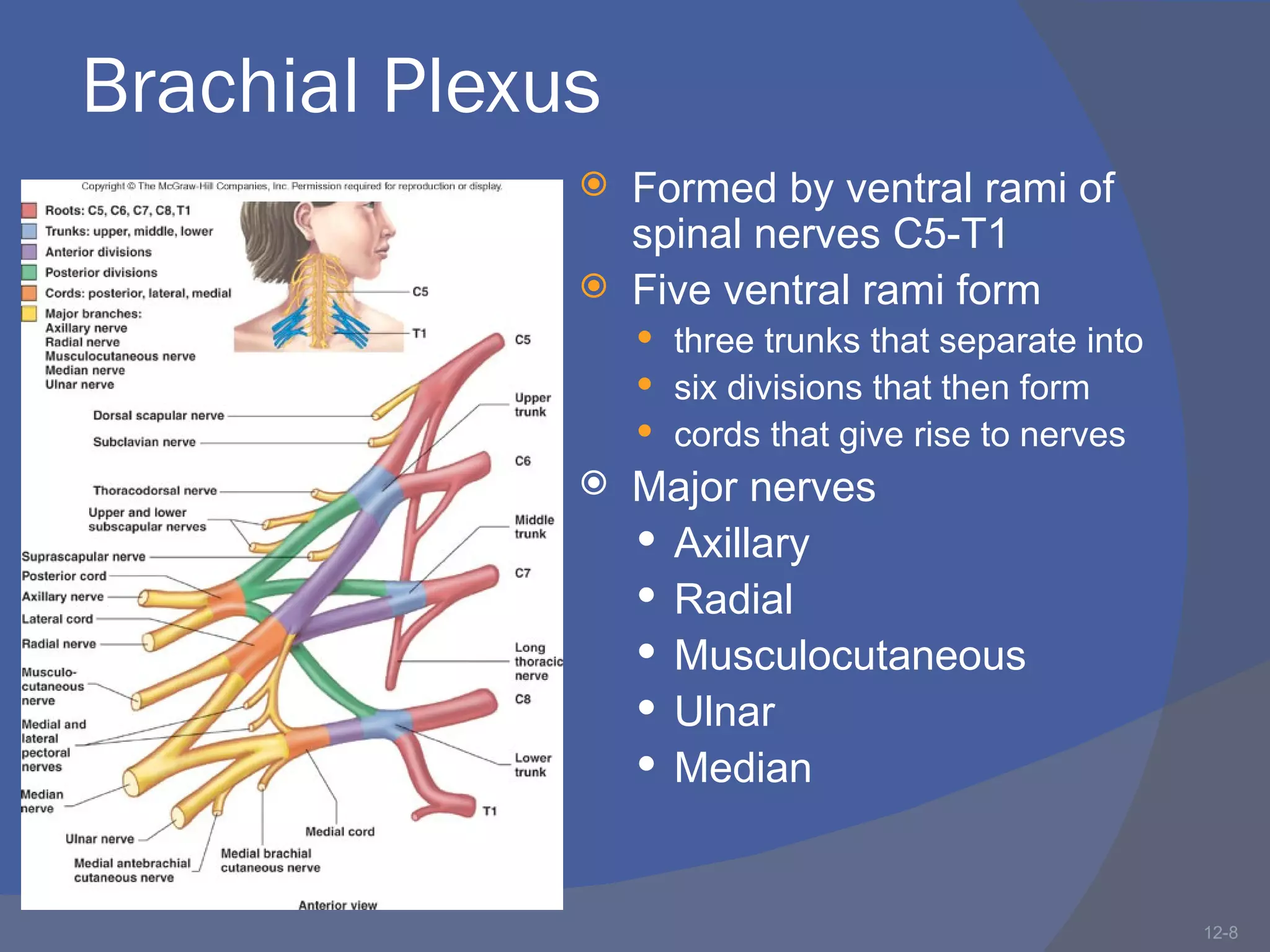 Brachial Plexus
                 Formed by ventral rami of
                  spinal nerves C5-T1
                 Five ventral rami form
                   three trunks that separate into
                   six divisions that then form
                   cords that give rise to nerves
                 Major nerves
                   Axillary
                   Radial
                   Musculocutaneous
                   Ulnar
                   Median



                                                      12-8
 
