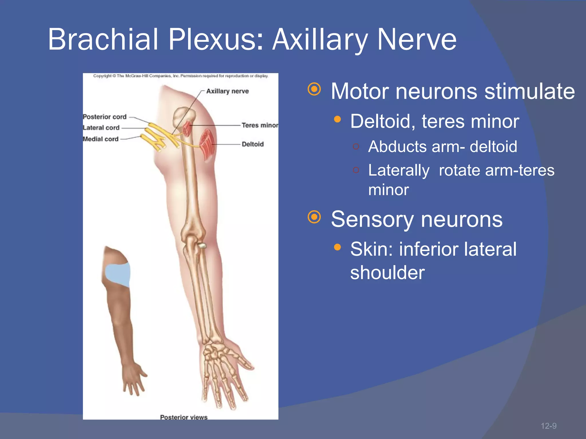 Brachial Plexus: Axillary Nerve
                      Motor neurons stimulate
                        Deltoid, teres minor
                         ○ Abducts arm- deltoid
                         ○ Laterally rotate arm-teres
                           minor
                      Sensory neurons
                        Skin: inferior lateral
                         shoulder




                                                   12-9
 