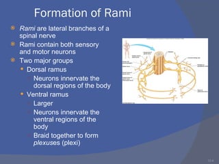 Brachial plexus injuries | PPT