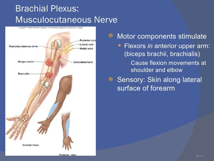 Brachial plexus injuries