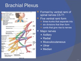 12-8
Brachial Plexus


Formed by ventral rami of
spinal nerves C5-T1
Five ventral rami form



three trunks that separate into
six divisions that then form
cords that give rise to nerves
 Major nerves
 Axillary
 Radial
 Musculocutaneous
 Ulnar
 Median
 