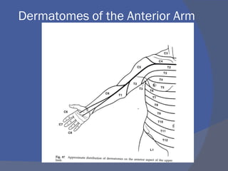 Dermatomes of the Anterior Arm
 