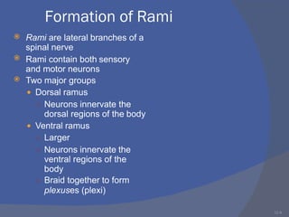 12-4
Formation of Rami



Rami are lateral branches of a
spinal nerve
Rami contain both sensory
and motor neurons
Two major groups
 Dorsal ramus
○ Neurons innervate the
dorsal regions of the body
 Ventral ramus
○ Larger
○ Neurons innervate the
ventral regions of the
body
○ Braid together to form
plexuses (plexi)
 