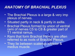 • The Brachial Plexus is a large & very imp
plexus of nerves.
• Situated partly in neck & partly in axilla.
• Brachial Plexus formed by union of ventral
rami of nerves C5 to C8 & greater part of
T1 ventral ramus.
• Rami that form Brachial Plexus are often
referred to as roots of Brachial Plexus.
• They lie between scalenus anterior &
medius muscle.
ANATOMY OF BRACHIAL PLEXUS
 