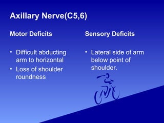 Axillary Nerve(C5,6)
Motor Deficits
• Difficult abducting
arm to horizontal
• Loss of shoulder
roundness
Sensory Deficits
• Lateral side of arm
below point of
shoulder.
 