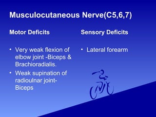 Musculocutaneous Nerve(C5,6,7)
Motor Deficits
• Very weak flexion of
elbow joint -Biceps &
Brachioradialis.
• Weak supination of
radioulnar joint-
Biceps
Sensory Deficits
• Lateral forearm
 