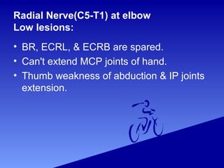 Radial Nerve(C5-T1) at elbow
Low lesions:
• BR, ECRL, & ECRB are spared.
• Can't extend MCP joints of hand.
• Thumb weakness of abduction & IP joints
extension.
 