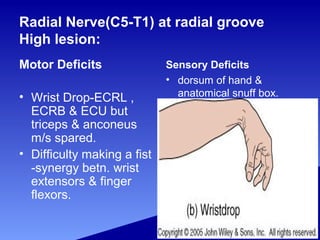 Radial Nerve(C5-T1) at radial groove
High lesion:
Motor Deficits
• Wrist Drop-ECRL ,
ECRB & ECU but
triceps & anconeus
m/s spared.
• Difficulty making a fist
-synergy betn. wrist
extensors & finger
flexors.
Sensory Deficits
• dorsum of hand &
anatomical snuff box.
 