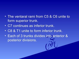 • The ventaral rami from C5 & C6 unite to
form superior trunk.
• C7 continues as inferior trunk.
• C8 & T1 unite to form inferior trunk.
• Each of 3 trunks divides into anterior &
posterior divisions.
 