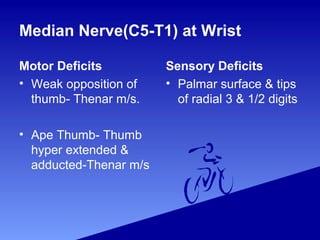 Median Nerve(C5-T1) at Wrist
Motor Deficits
• Weak opposition of
thumb- Thenar m/s.
• Ape Thumb- Thumb
hyper extended &
adducted-Thenar m/s
Sensory Deficits
• Palmar surface & tips
of radial 3 & 1/2 digits
 