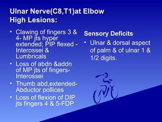 Ulnar Nerve(C8,T1)at Elbow
High Lesions:
• Clawing of fingers 3 &
4- MP jts hyper
extended; PIP flexed -
Interossei &
Lumbricals
• Loss of abdn &addn
of MP jts of fingers-
Interossei
• Thumb abd,extended-
Abductor pollices
• Loss of flexion of DIP
jts fingers 4 & 5-FDP
Sensory Deficits
• Ulnar & dorsal aspect
of palm & of ulnar 1 &
1/2 digits.
 