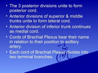 • The 3 posterior divisions unite to form
posterior cord.
• Anterior divisions of superior & middle
trunks unite to form lateral cord.
• Anterior division of inferior trunk continues
as medial cord.
• Cords of Brachial Plexus bear their name
in relation to their position to axillary
artery.
• Each cord of Brachial Plexus divides into
two terminal branches.
 