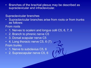 • Branches of the brachial plexus may be described as
supraclavicular and infraclavicular.
Supraclavicular branches
• Supraclavicular branches arise from roots or from trunks
as follows:
From roots
• 1. Nerves to scaleni and longus colli C5, 6, 7, 8
• 2. Branch to phrenic nerve C5
• 3. Dorsal scapular nerve C5
• 4. Long thoracic nerve C5, 6 (7)
From trunks
• 1. Nerve to subclavius C5, 6
• 2. Suprascapular nerve C5, 6
 