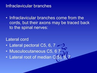 Infraclavicular branches
• Infraclavicular branches come from the
cords, but their axons may be traced back
to the spinal nerves:
Lateral cord
• Lateral pectoral C5, 6, 7
• Musculocutaneous C5, 6 7
• Lateral root of median C(5), 6, 7
 
