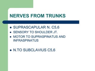 NERVES FROM TRUNKS
 SUPRASCAPULAR N. C5,6
 SENSORY TO SHOULDER JT.
 MOTOR TO SUPRASPINATUS AND
INFRASPINATUS
 N.TO SUBCLAVIUS C5,6
 