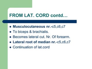 FROM LAT. CORD contd…
 Musculocutaneous nr.-c5,c6,c7
 To biceps & brachialis.
 Becomes lateral cut. Nr. Of forearm.
 Lateral root of median nr.-c5,c6,c7
 Continuation of lat.cord
 