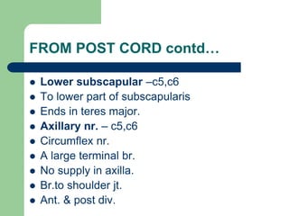 FROM POST CORD contd…
 Lower subscapular –c5,c6
 To lower part of subscapularis
 Ends in teres major.
 Axillary nr. – c5,c6
 Circumflex nr.
 A large terminal br.
 No supply in axilla.
 Br.to shoulder jt.
 Ant. & post div.
 